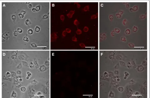 Fig. 2 Permissivity of C33-A cells to DENV-2 infection. Cells were infected with dengue virus (MOI = 0.1) for 2 h, maintained for 24 h, washed, andfixed with methanol-acetone