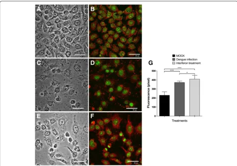 Fig. 3 Membrane receptor expression IL28R in C33-A cells. The presence of IL28R1 was determined in C33-A cells: (different fields by randomly counting 50 cells using the image analysis software EZ-C1 v.2.3