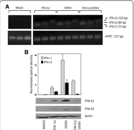 Fig. 4 DENV-2 induces the expression of IFN-III in C33-A cells.an endogenous control gene.mock-infected and the three experimental conditions are shown.bWestern blotting to determine the presence of IFN-proteins
