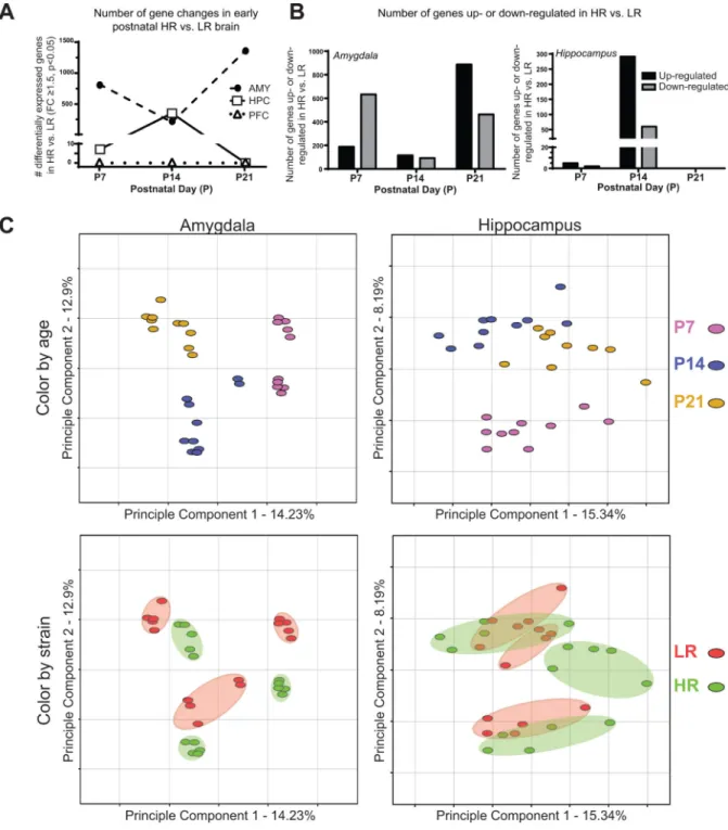 Figure 1. HR/LR rats exhibit widespread gene expression differences in the early postnatal brain (A) Number of differentially expressed genes in the HR/LR hippocampus, amygdala, and  prefrontal cortex at postnatal day (P) 7, P14, and P21