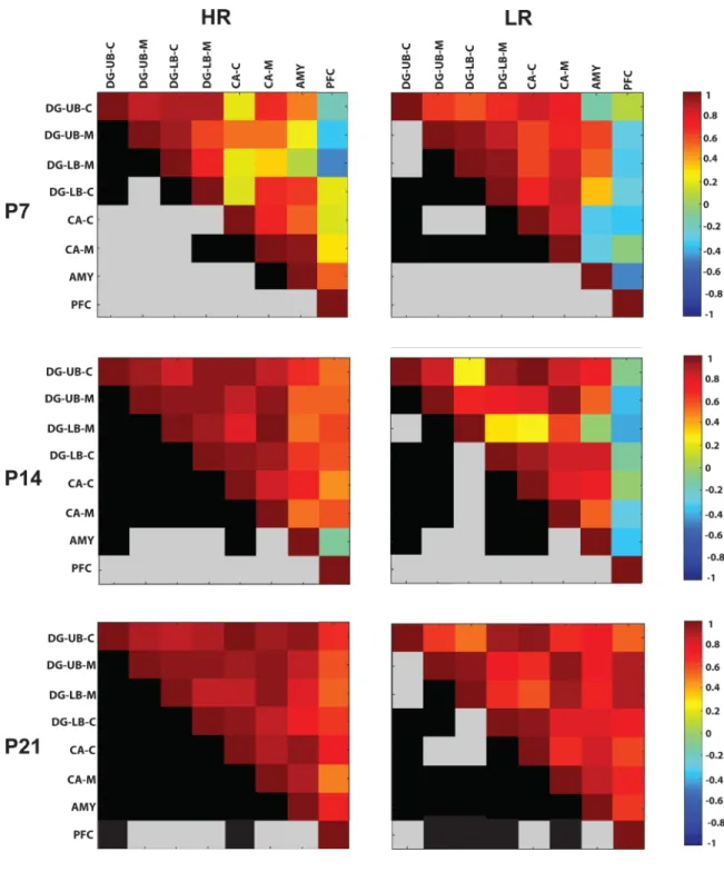 Figure 5. Inter-correlations of COX activity within limbic brain regions of HR (left) and LR  (right) at postnatal day (P) 7, 14 and 21 (shown top to bottom)