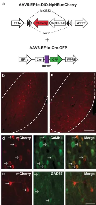 Figure 1 Circuit specific, cre-dependent expression of NpHR-mCherry.