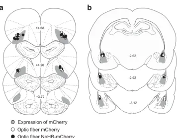 Figure 2 Virus spread and optic fiber placements. Schematics depicting mCherry and NpHR-mCherry viral spread (shaded areas) and the most ventral point of optic fiber tracts for rats that received mCherry (white circles) or NpHR-mCherry (black circles) into