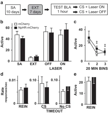 Figure 4 Effect of optogenetic inhibition of BLA afferents to the lOFC on CS-induced reinstatement of cocaine-seeking behavior
