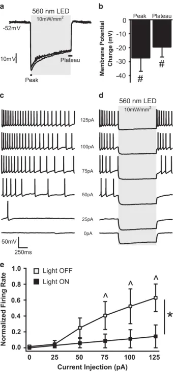 Figure 5 Effects of optogenetic manipulation on neuronal membrane potential and evoked action potential firing in BLA afferents to the lOFC.