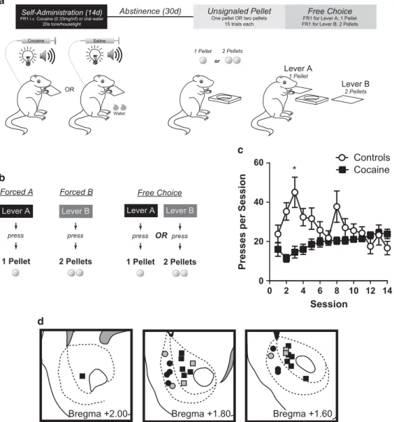 Figure 1 (a) Schematic of behavioral training involving self-administration. Sessions were 2 h per day for 14 days