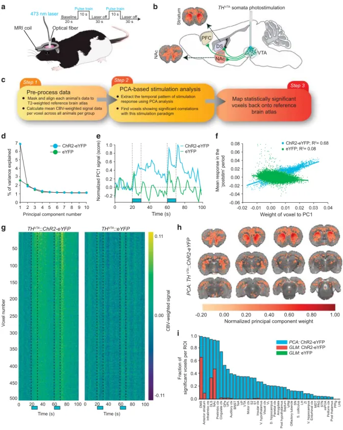 Figure 2 Whole brain analysis of the effect of ventral tegmental area dopaminergic (TH VTA ) neuron stimulation