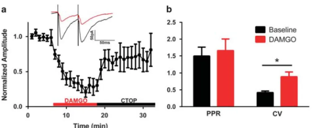 Figure 2c and e) in the vPAG/DR TH neurons. In a subset