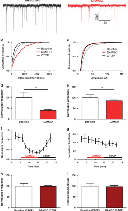 Figure 2 Mu opioid receptor (MOR) activation reduced mini inhibitory postsynaptic current (mIPSC) in the ventral periaqueductal gray/dorsal raphe (vPAG/DR) dopamine neurons