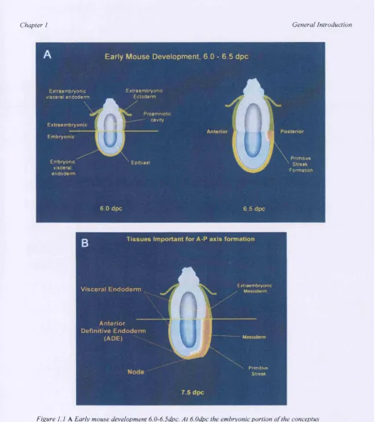 Figure I.l A Early mouse development 6.0-6.5dpc. At 6.0dpc the embryonic portion of the conceptus 