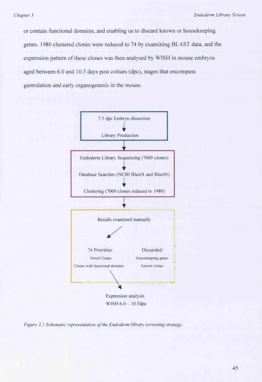 Figure 3.1 Schematic representation of the Endoderm library’ screening strategy.