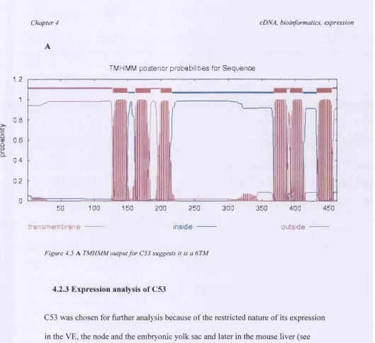 Figure 4.5 A TMHMM output for C53 suggests it is a 6TM