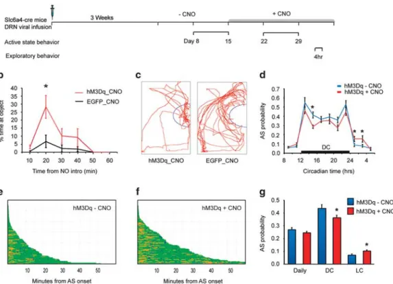 Figure 4 Chronic activation of the DRN serotonergic neurons induces a shift of circadian patterns of behavior