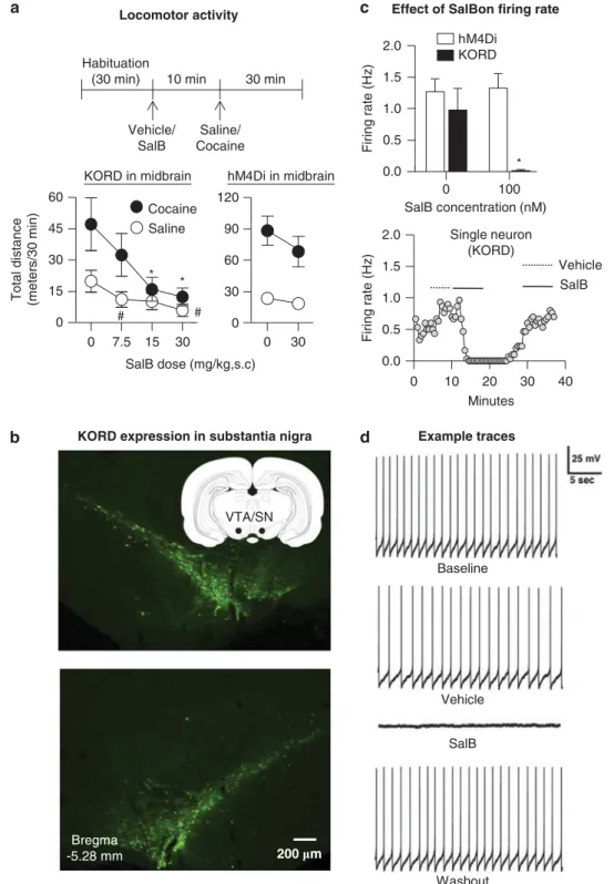 Figure 1 Effect of Salvinorin B on locomotor activity and putative dopamine cell firing in rats expressing KORD in midbrain