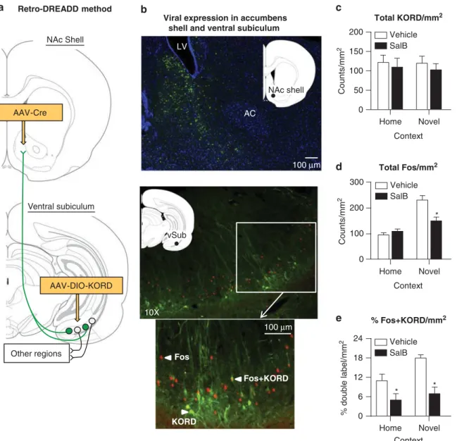 Figure 2 Effect of Salvinorin B on novel context-induced Fos expression in ventral subiculum neurons that project to nucleus accumbens shell