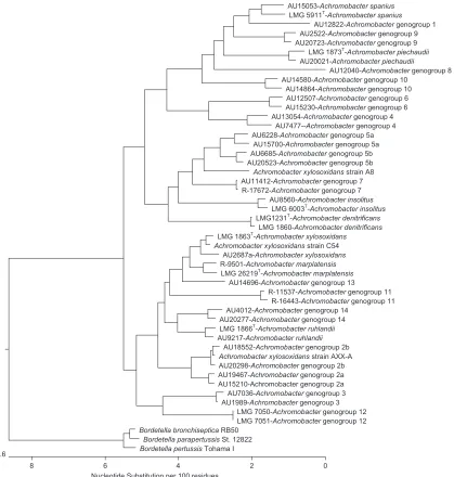 FIG 2 Dendrogram of concatenated MLST loci sequences containing two strains of each Achromobacter species or genogroup (unless only a single strain wasavailable) and rooted with Bordetella species.