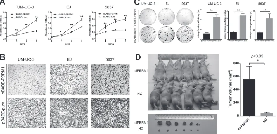 Figure 3: PBRM1 suppresses cell proliferation, migration and colony formation of bladder cancer cell in vitro and tumorigenicity in vivo