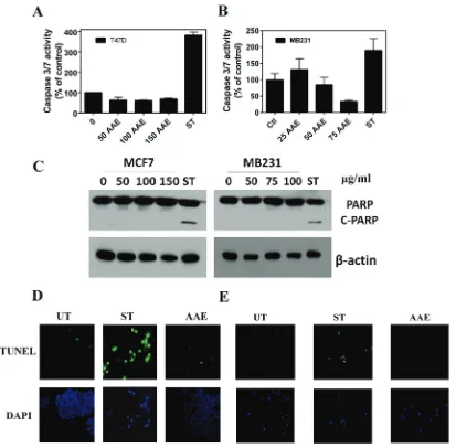 Figure 2: AAe does not induce apoptosis in brca cells. Awere detected using western blots of cell lysates from indicated cultures