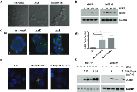 Figure 3: AAe induced autophagic cell death in brca cells. A. Morphological features of autophagy in AAE treated MB231 cells as a significant (**AAE treated-cells as visualized by red-fluorescence (mCherry) and quenching of GFP in acidic compartment of lys