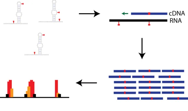 Figure 1.1. SHAPE-MaP Methodology. 