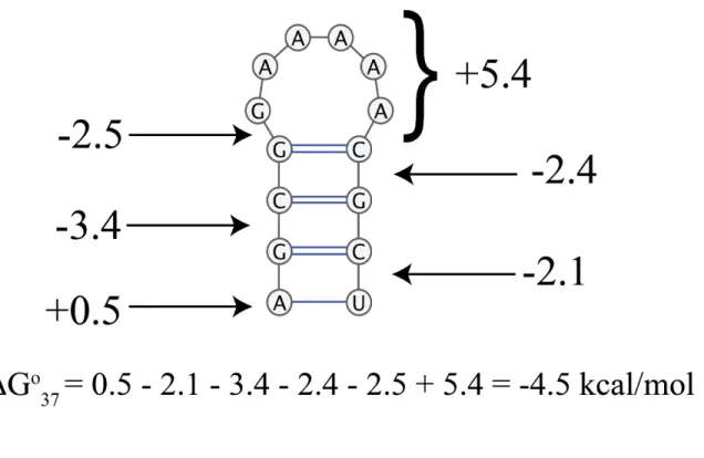 Figure 1.2. Nearest-neighbor model for a stem loop.  