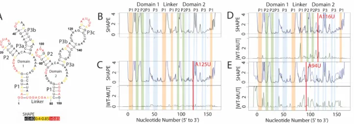 Figure 2.1 Structure change patterns in SHAPE trace data for glycine riboswitch aptamers  A) Published WT structure for the apo glycine riboswitch aptamers consistent with the crystal  structure and multiple independent structure probing experiments (Butle