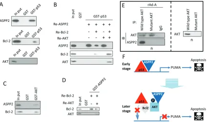 Figure 3: p-AKT facilitates the interaction between Bcl-2 and p53 in the nucleus. A. Recombinant ASPP2 fragment  (Re-ASPP2, which contains ankyrin repeats and SH3 domain, upper panel), Recombinant Bcl-2 (Re-Bcl-2, middle panel) or Recombinant AKT (Re-AKT, 