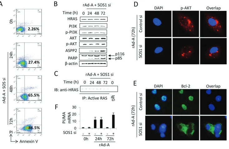 Figure 4: SOS1 expression is critical for activating the HRAS/PI3K/AKT pathway and maintaining nuclear translocation of p-AKT and Bcl-2