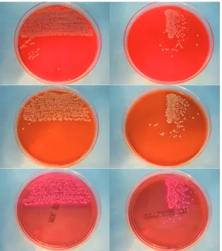 TABLE 2 Overall results from culture by Previ Isola plated PU swabsversus manually plated control viscose swabs