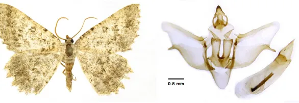 Fig. 3. Adult and female genitalia of Gnophos libanotica (Wehrli, 1931) (Gp2015-15).