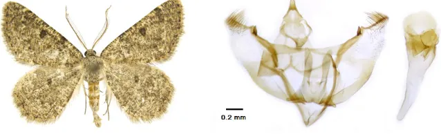 Fig. 5. Adult and male genitalia of Gnophos sacraria Staudinger, 1894 (Gp284)