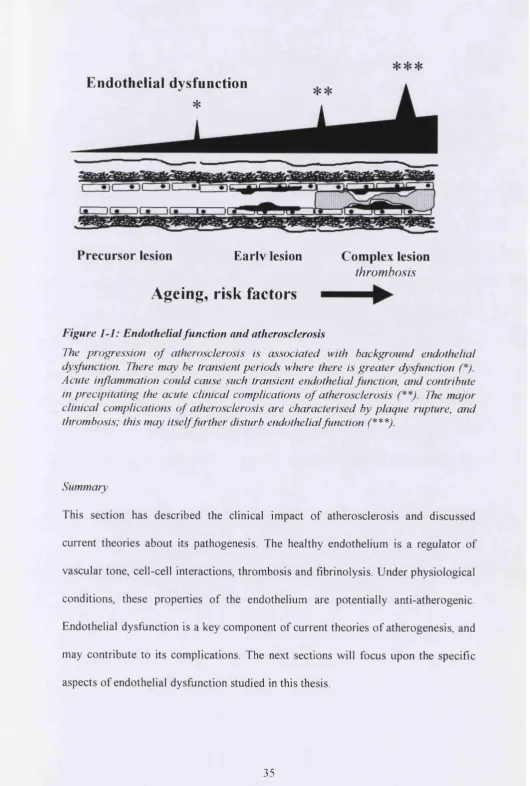 Figure 1-1: Endothelial function and atherosclerosis