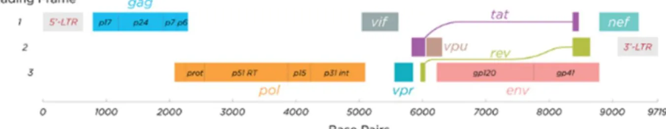 Figure 2.  HIV genome showing position of genes. 6   The polymerase (pol) gene encodes drug resistance