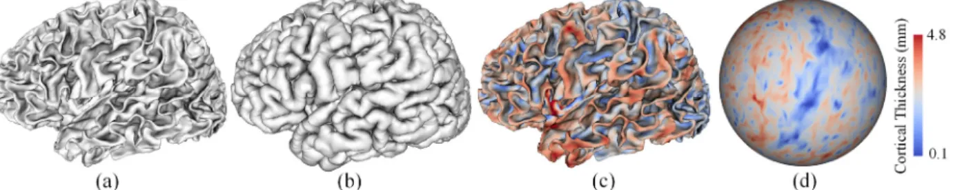 Figure 2.2. Examples of cortical surfaces and cortical thickness maps. (a) A reconstructed inner  cortical surface