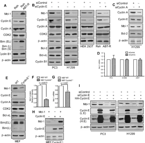 Figure 1: Mcl-1 protein levels are regulated by cyclin E/Cdk2. A. Immunoblot analysis for the indicated proteins in Reh parental and ABT-R-derivative cells