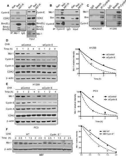 Figure 2: Association with the cyclin E/Cdk2 complex regulates Mcl-1 stability. Association of Mcl-1 with cyclin E and Cdk2 was determined by immunoblotting in Reh and Reh ABT-R cells following immunoprecipitation of: A