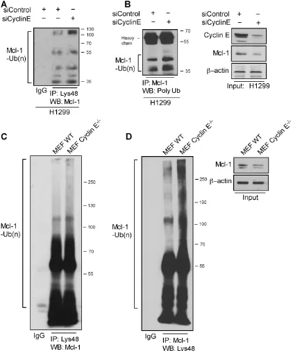 Figure 5: Cyclin E regulates Mcl-1 ubiquitination. Ubiquitination of Mcl-1 was determined in H1299 cells transfected with siCyclin E and siControl by immunoprecipitating with: A