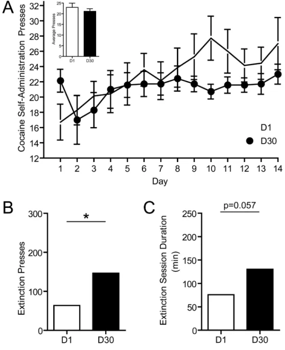 Figure 1. Behavioral responding during cocaine self-administration and extinction