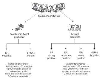 Figure 1Mammary epithelium