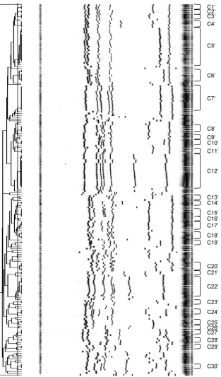 FIG 3 MLVF dendrogram of the study isolates generated by the UPGMA algorithm. Isolate clusters were delineated with an 88% similarity cutoff value