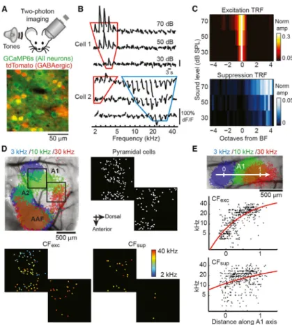 Figure 1. Lateral Inhibition in Auditory Cortex of Awake Mice