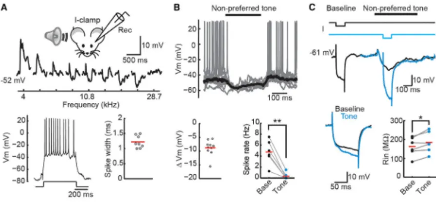 Figure 2. Membrane Hyperpolarization and Unconventional Increase in Cell Input Resistance  Underlie Lateral Inhibition