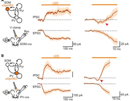 Figure 5. Suppression of Interneurons Causes a Paradoxical Increase in Pyramidal Cell- Cell-Inhibitory Synaptic Current