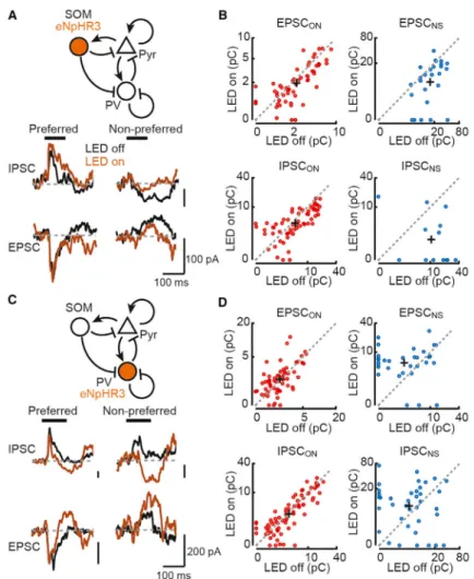 Figure 6. SOM Cells Trigger Network Suppression Underlying Lateral Inhibition (A) SOM cell inactivation reduces tone-evoked network suppression