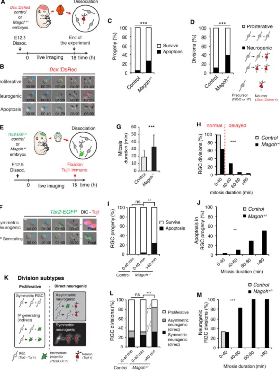 Figure 3. Mitotically delayed Magoh +/  progenitors produce apoptotic progeny, more neurons  and fewer progenitors