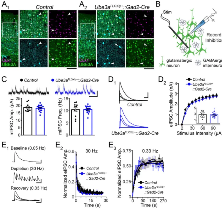 Figure 1. GABAergic Ube3a loss does not compromise synaptic inhibition onto L2/3 pyramidal  neurons