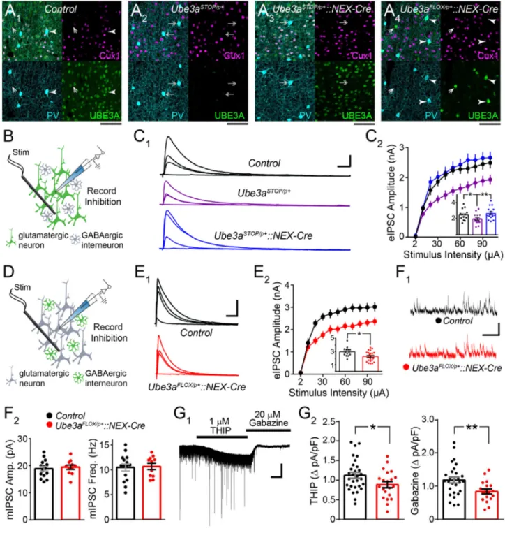 Figure 3. Glutamatergic Ube3a loss selectively reduces evoked IPSC amplitude and tonic  inhibitory tone onto L2/3 pyramidal neuron