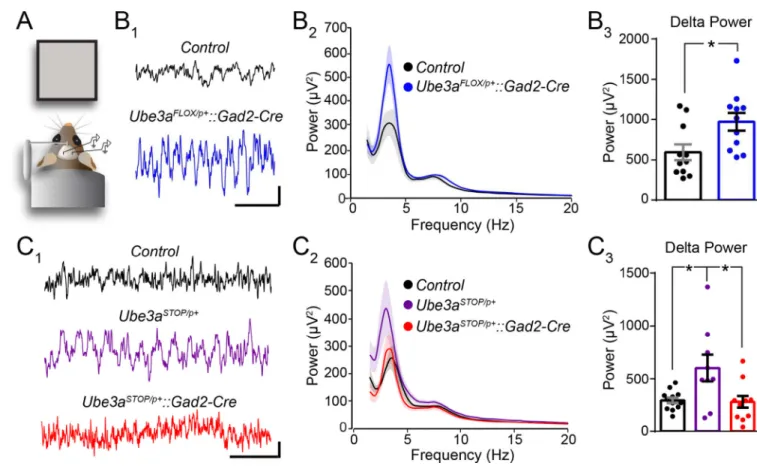 Figure 6. GABAergic Ube3a loss selectively enhances LFP spectral power in the delta band (A) Schematized configuration for local field potential (LFP) recordings in non-anesthetized  mice