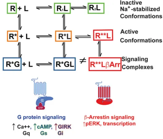 Figure 1. A Modified and Extended Ternary Complex Model of GPCR Action