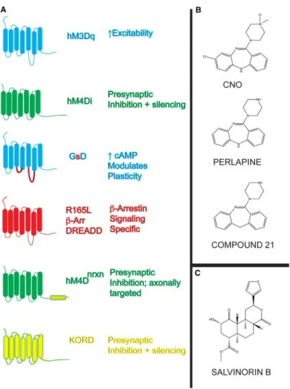 Figure 2. How Receptor Reserve and Constitutive Activity may Modify DREADD Actions In  Vitro and In Vivo